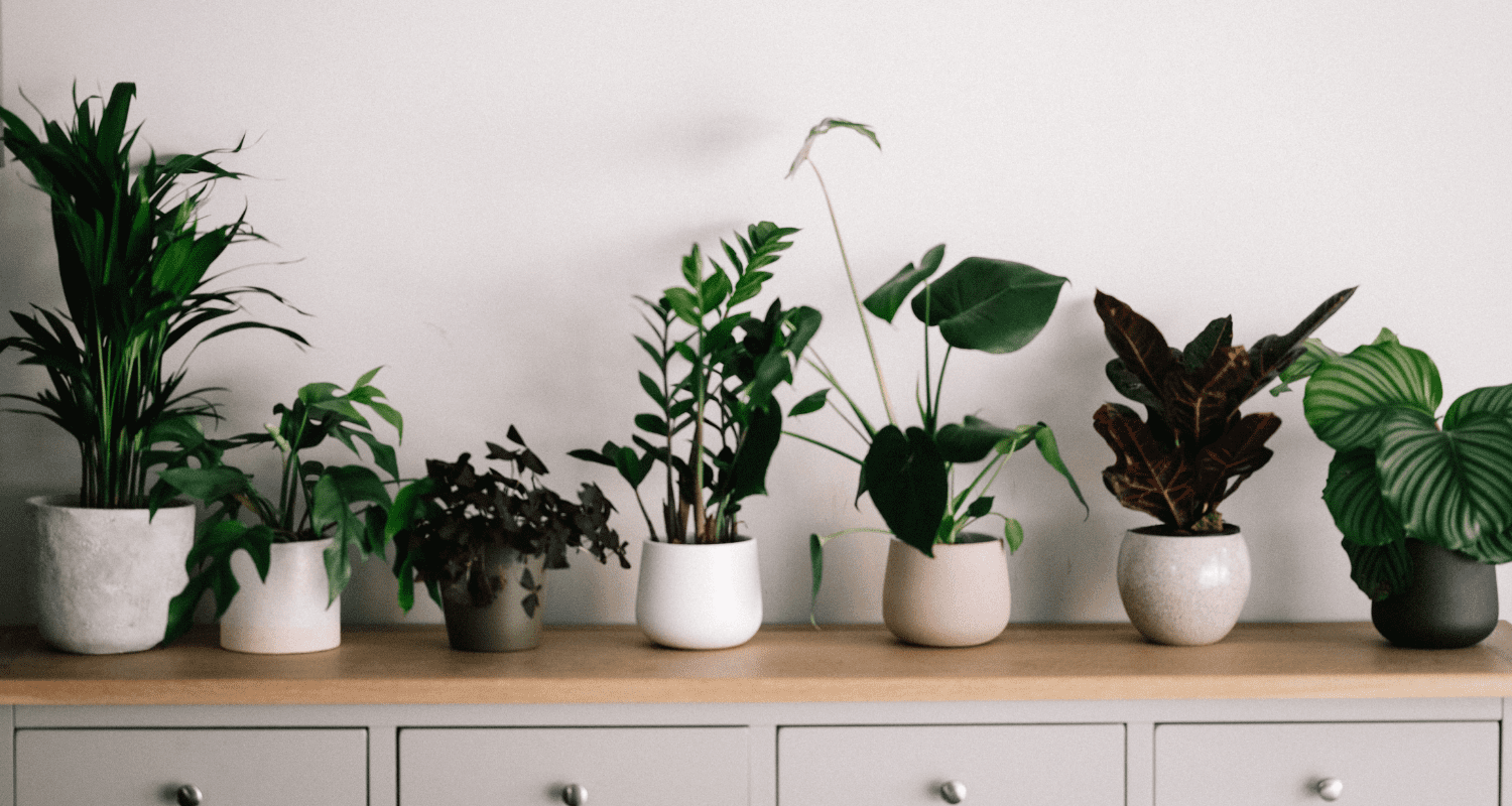 philodendron monstera split leaf Philodendron Monstera Split-Leaf  house-plant-west
